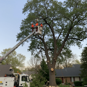 Tree Service