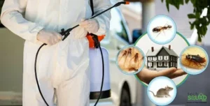 Pest Control Rawalpindi