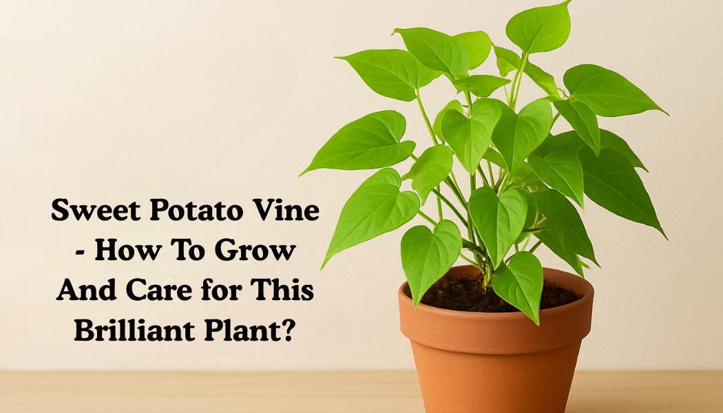 Sweet Potato Vine