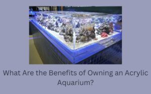 Acrylic Aquarium