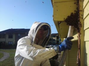 Bee Control Strategies for Mountain or High-Altitude Homes