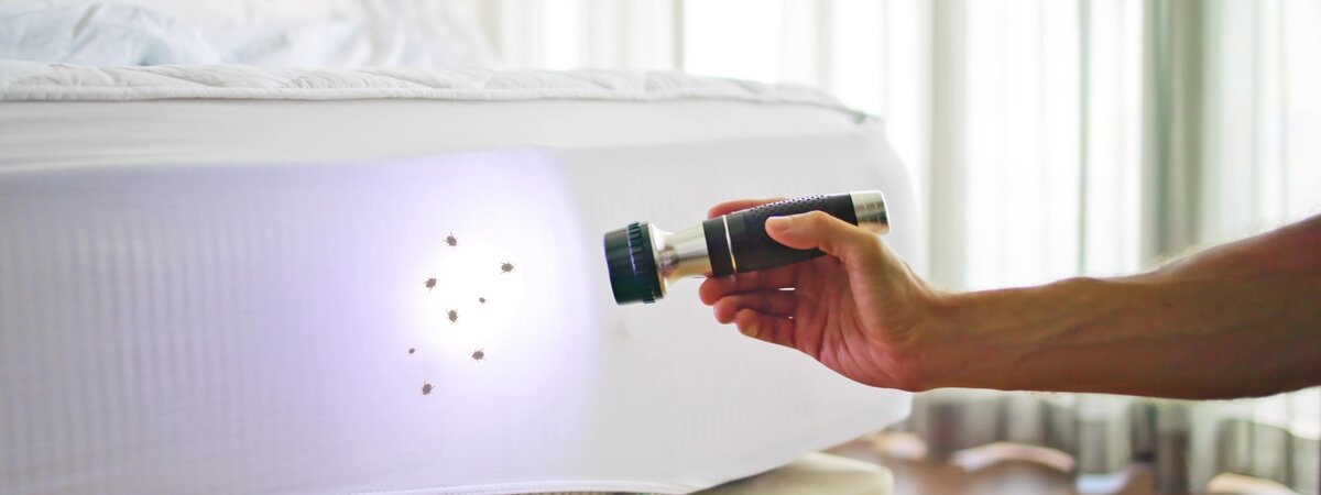 Speedy Ways to Stop Bed Bug Bites Instantly