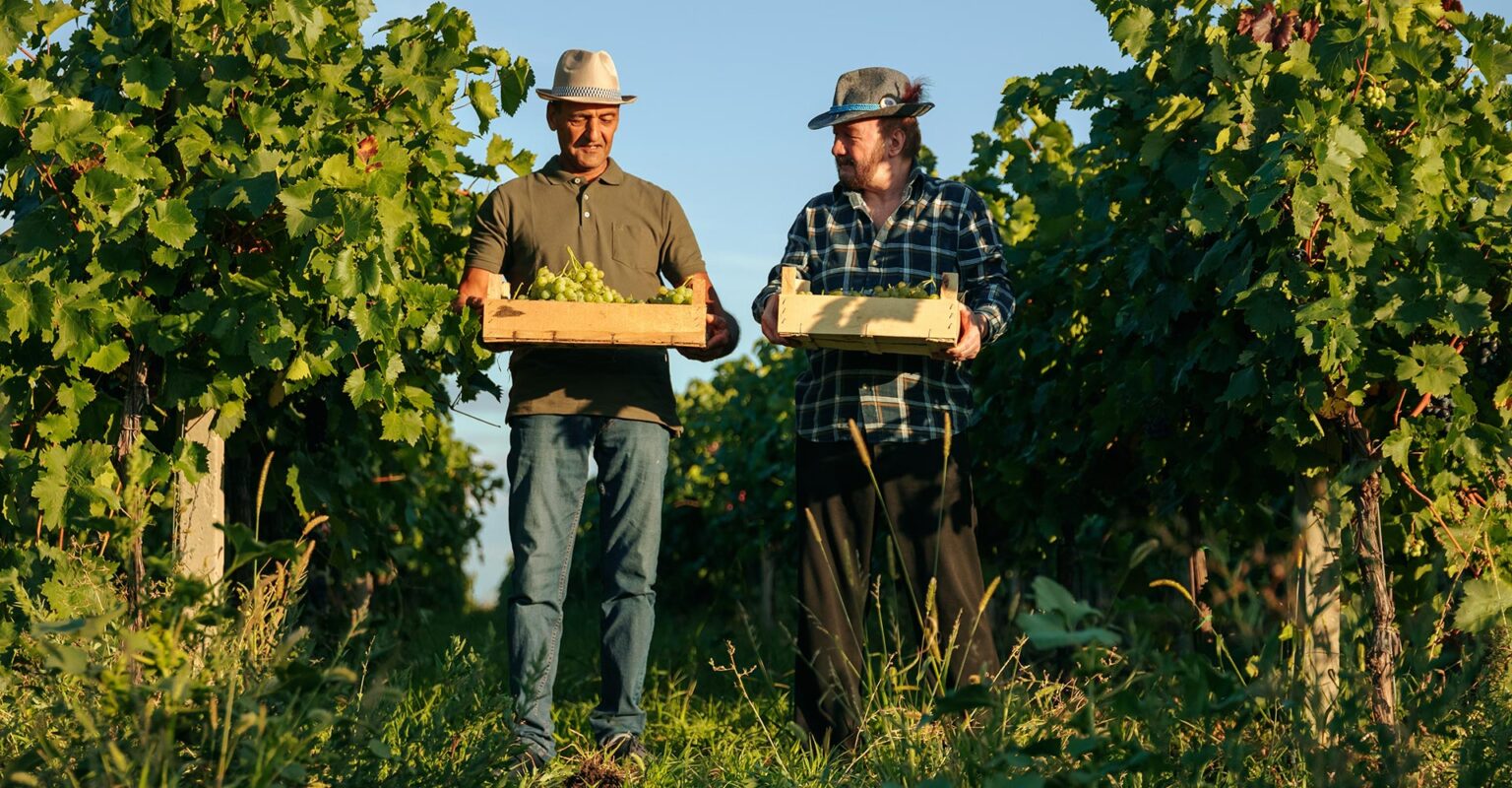wine marketing ideas