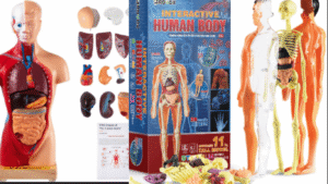 Anatomy Model Human with detachable organs for kids