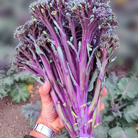 Purple Broccoli