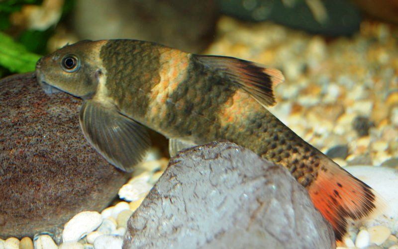 Panda Barb