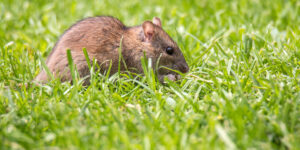 rat removal near me